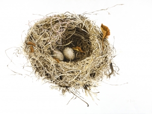 Nest Isabeau